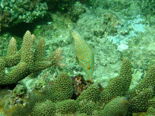 20- Poisson-lime a taches orange 